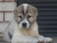 /album/fotogaleria-fotogaleria-photogallery1/a1-jpg1/